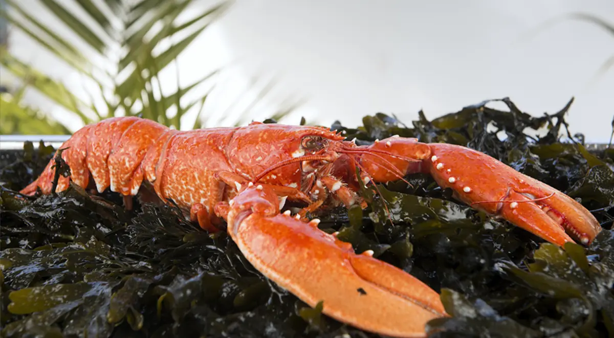 A Jersey lobster on a bed of seaweed